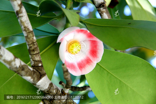 奇異的花
