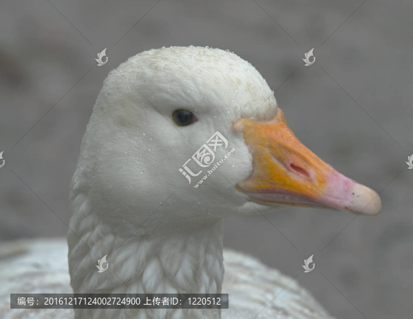 鵝