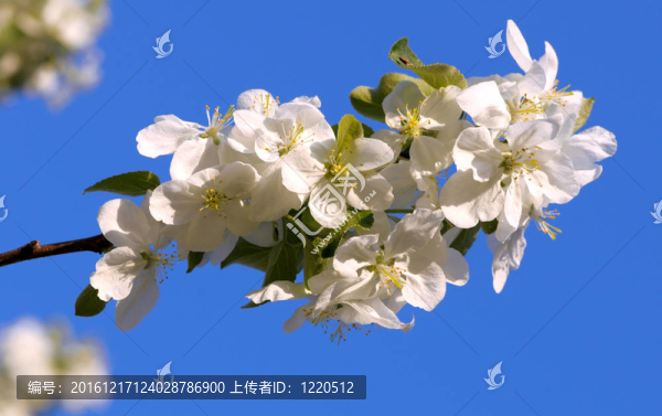 蘋果樹的花朵在明亮的藍(lán)天背景下
