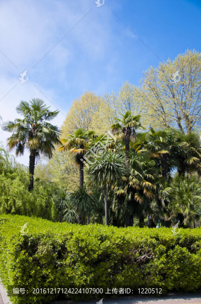 公園的植物園