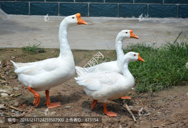 白鵝