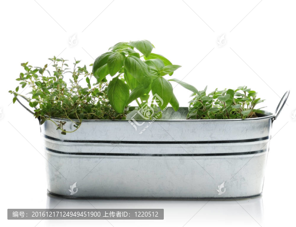 草本植物