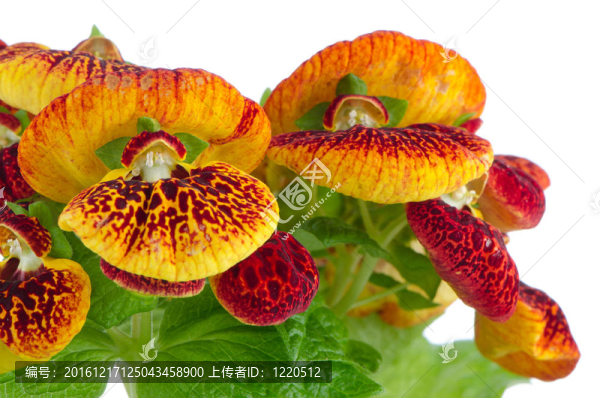 黃色和紅色的calceolarua花朵特寫