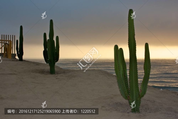 仙人掌與太半洋