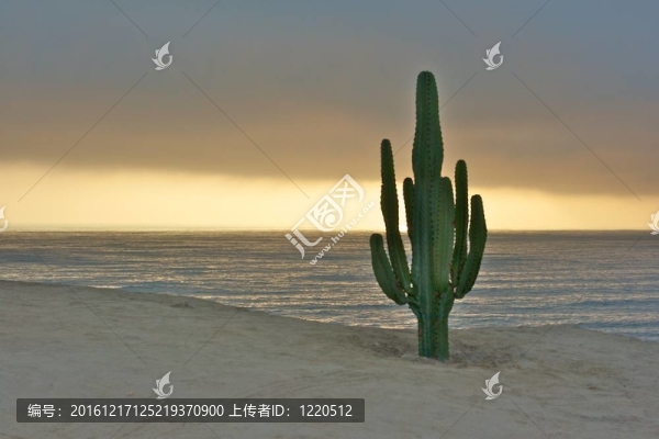 仙人掌與太半洋