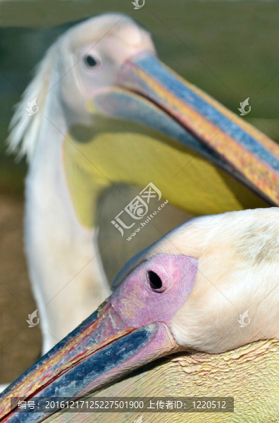 野生動物的照片-,Pelican