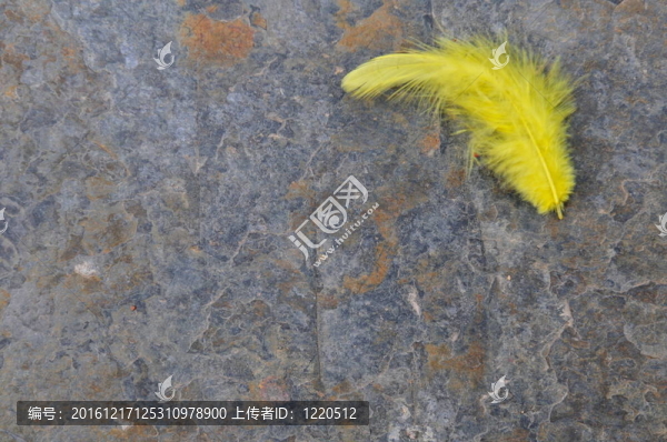 石板上的黃羽毛