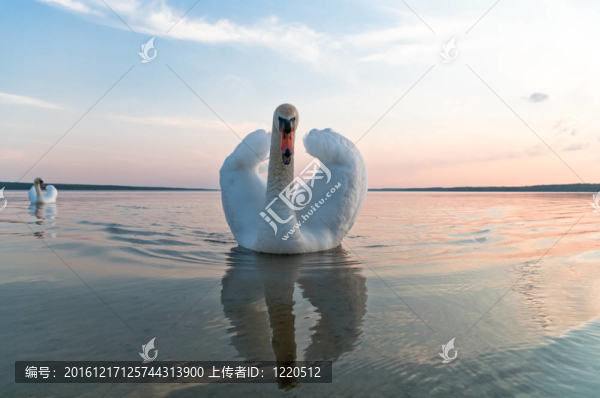 天鵝