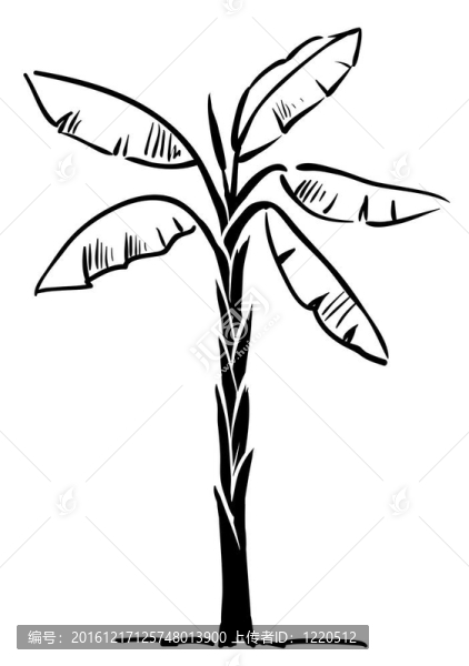 熱帶棕櫚樹