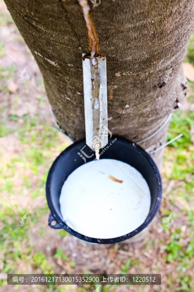 橡膠樹流奶