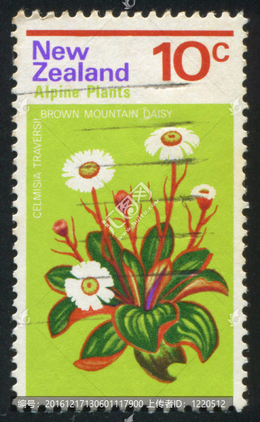 雛菊