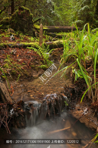 雨林河床