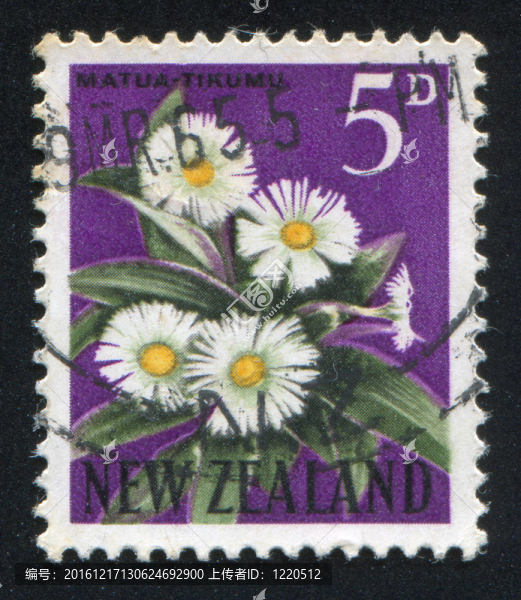 山菊花