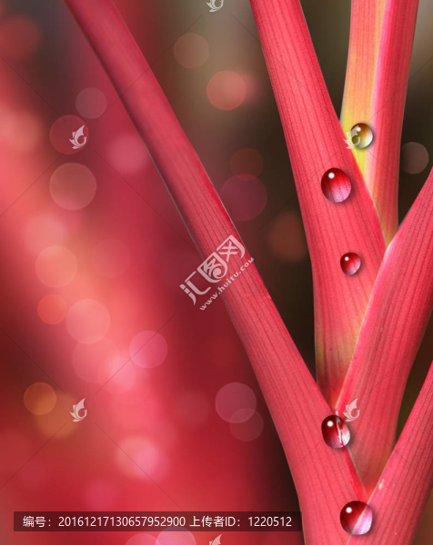 紅色和粉紅色的植物與雨水水滴
