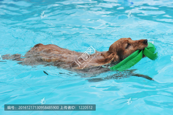 游泳卡