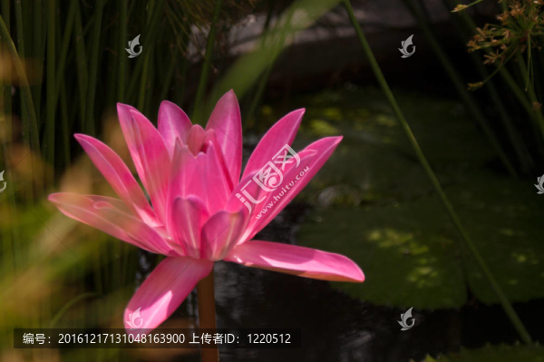 池塘荷花