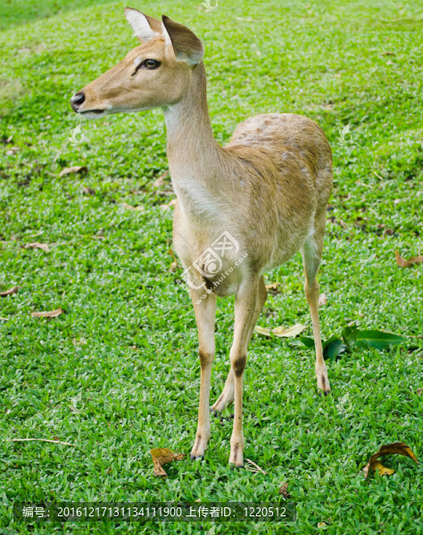 公園里的小鹿。