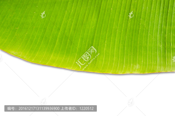 綠香蕉葉。
