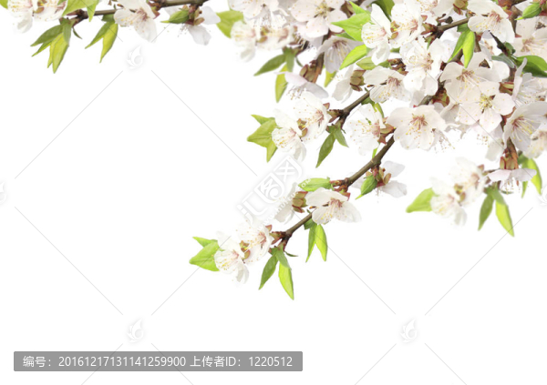 花櫻桃