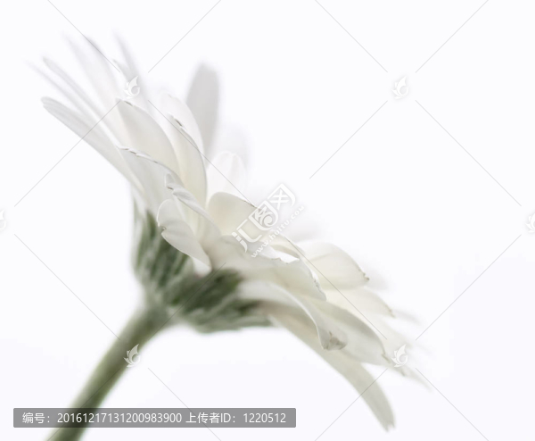 非洲菊