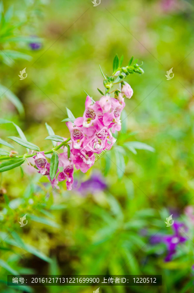 angelonia,goyazensis,benenth。