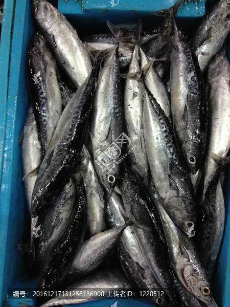 箱中的新鮮海魚