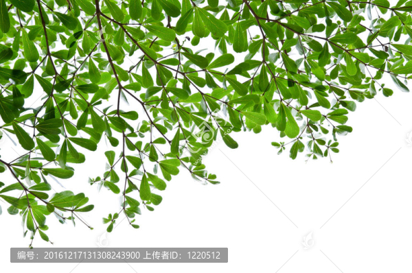 綠葉分離。