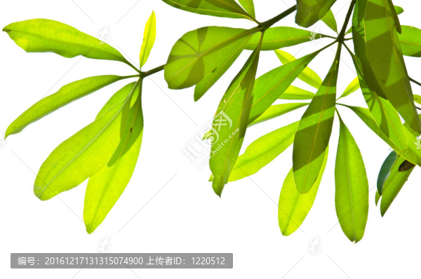 綠葉分離。