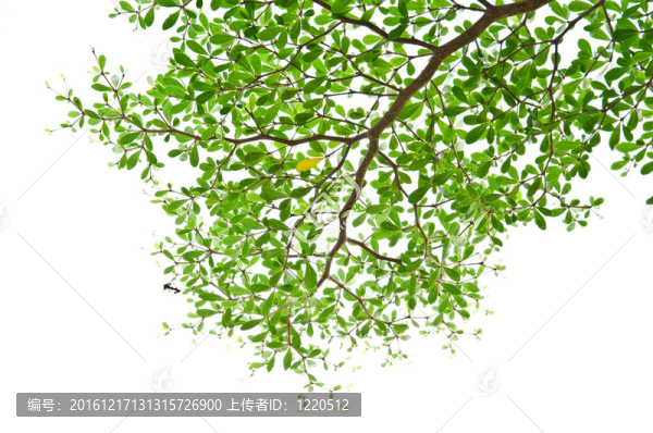 綠葉分離。
