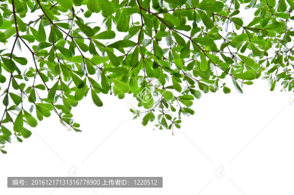 綠葉分離。