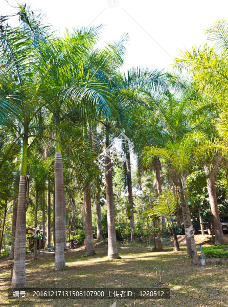 公園里有許多棕櫚樹