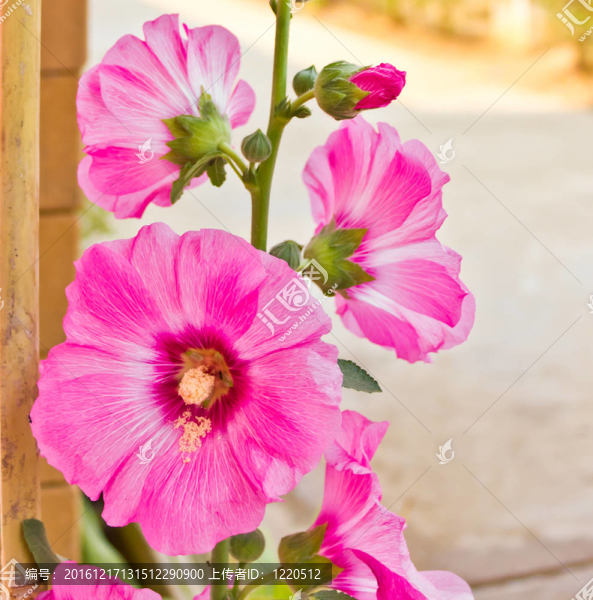蜀葵花在泰國