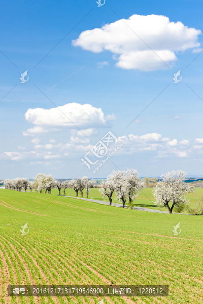 一路的春景；捷克共和國