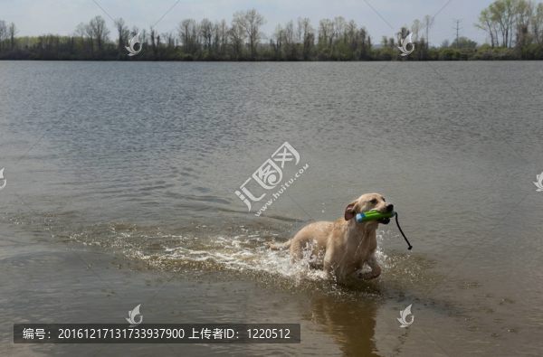 拉布拉多獵犬返回從湖的玩具