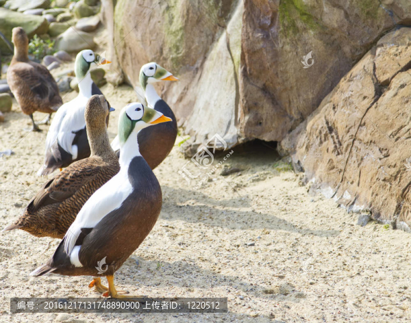 Spectacled,Eider（Somateria,fischeri）
