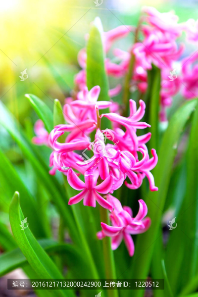 春季開花的葫蘆在寶翠花園