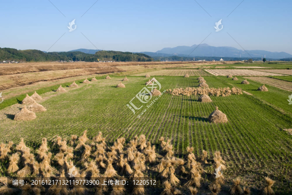 采后稻田