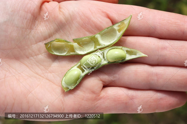 黃豆