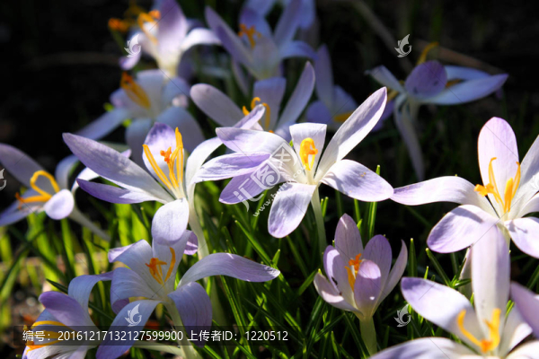 在花園里的鮮花