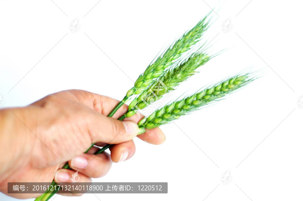 麥穗在手
