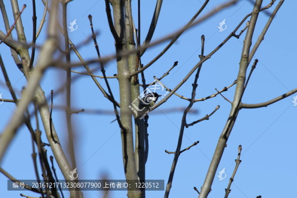 枝鳥