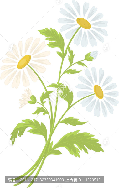 洋甘菊花