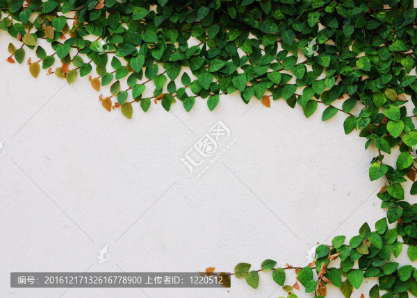 墻上的綠色攀緣植物