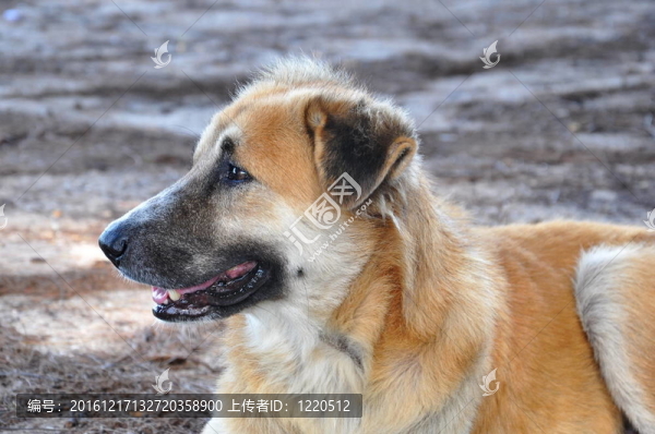 泰國狗