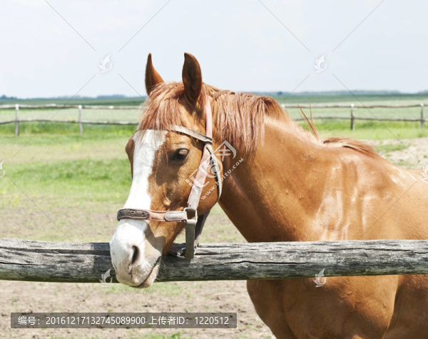栗色的馬