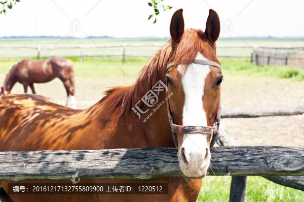 農(nóng)場上的駿馬