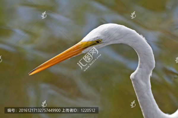 大白鷺鳥。