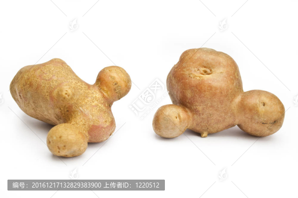 白馬鈴薯