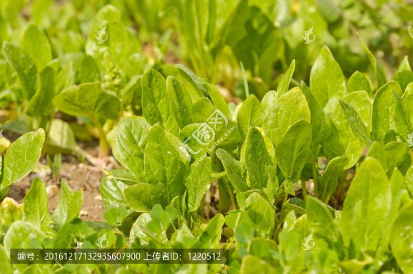 芝麻菜沙拉綠色植物在花園里