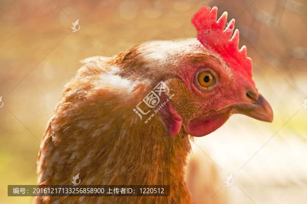 雞的頭